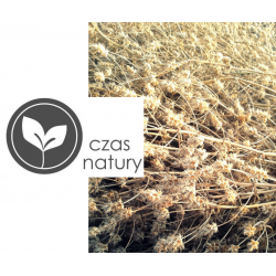 Babka płesznik nasiona